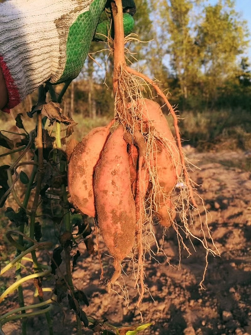 顺丰速运在其发布的《2025年气候行动白皮书》中披露