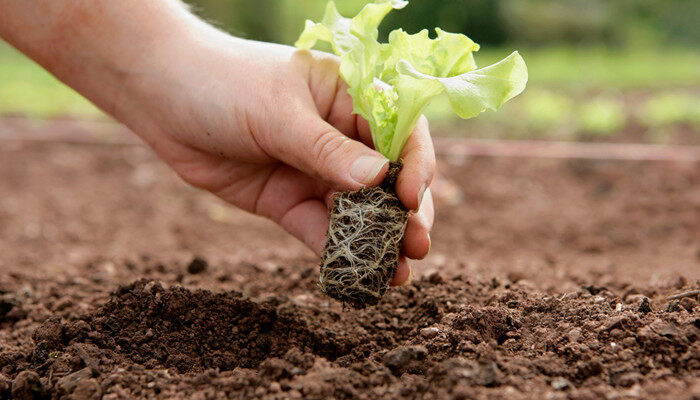 成功收获太空稻种；蔬菜作物实现稳定生长与采收